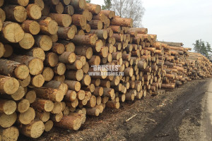 Оцилиндрованное бревно — фото-578_7