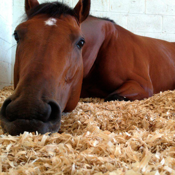 Стружка и опилки от профилированного бруса — фото-712_14