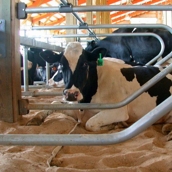 Мелкие опилки от распиловки древесины — фото-713_15