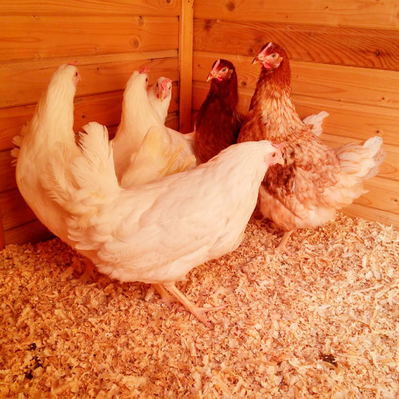 Стружка и опилки от профилированного бруса — фото-712_14